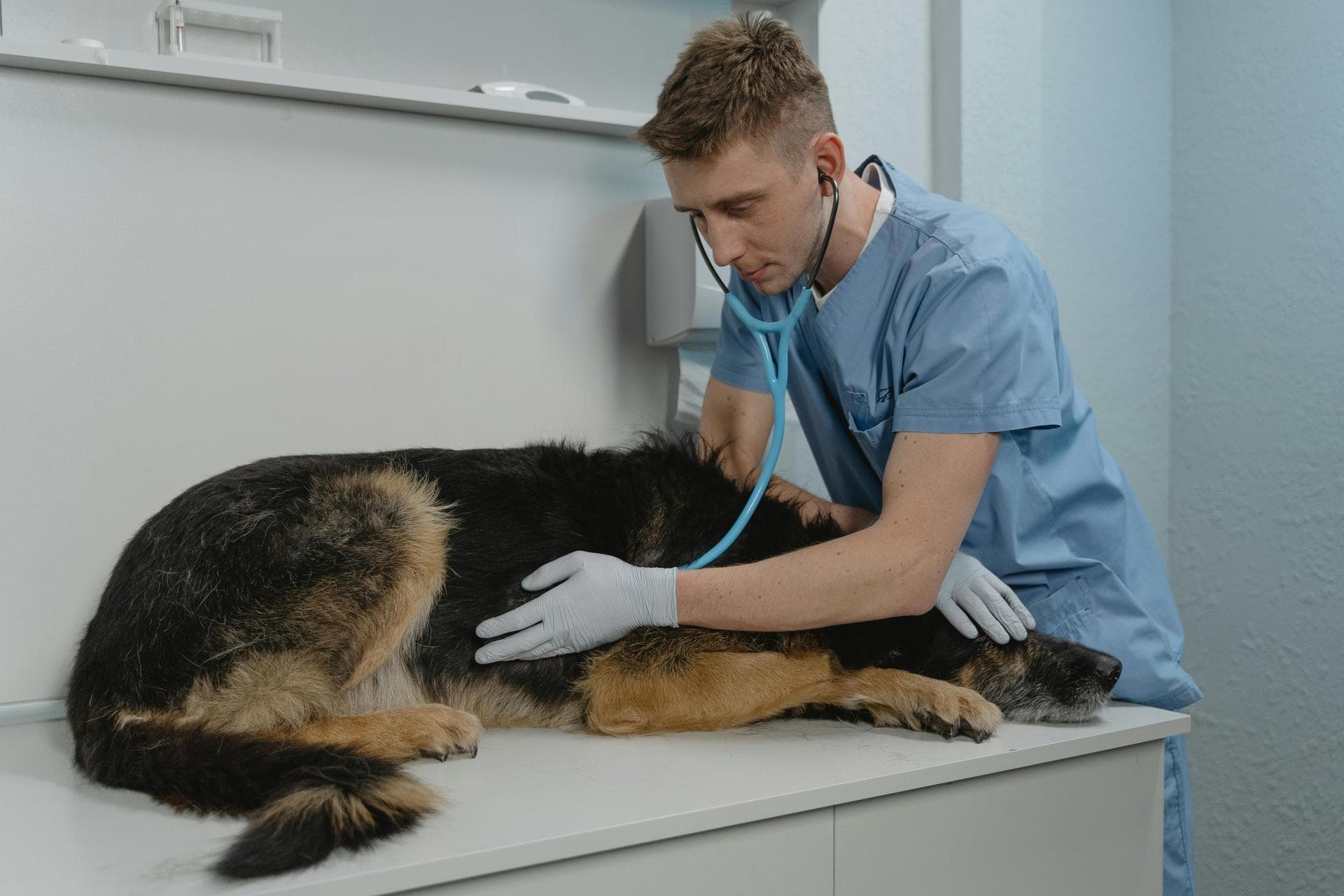 Specialist Vets in Blacksburg